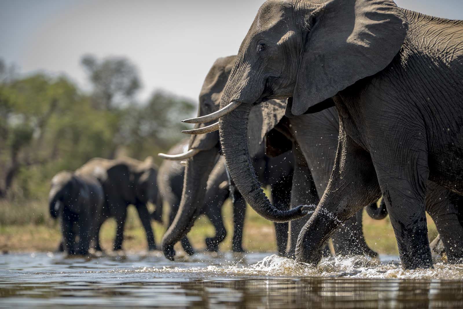 Elephants in Amboseli with Mount Kilimanjaro in the background