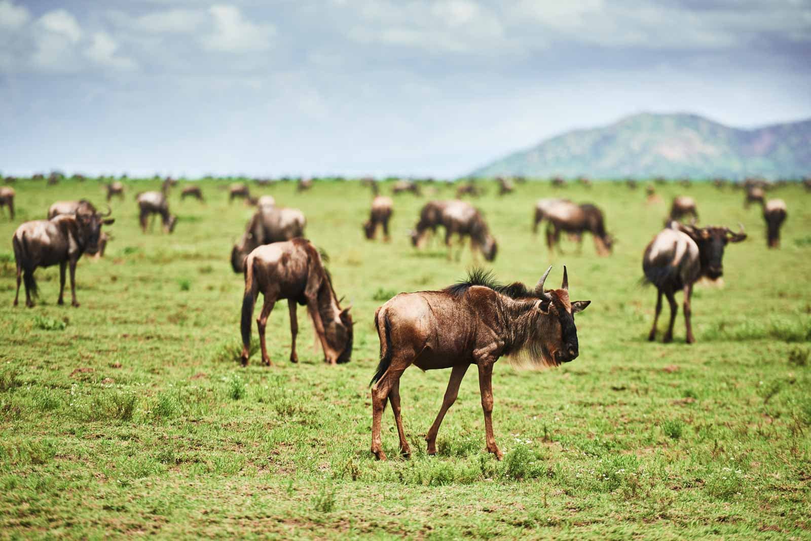 Wildlife on the plains of the Masai Mara